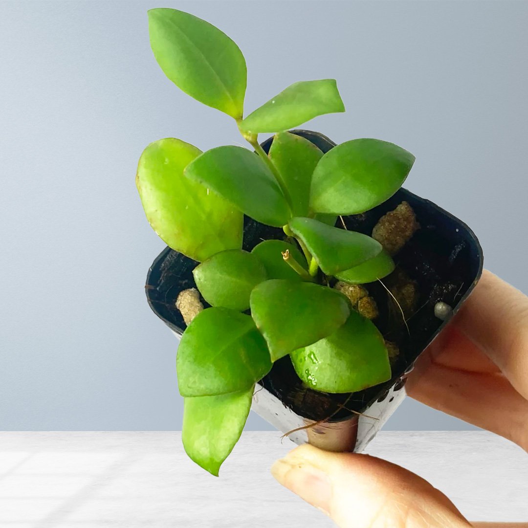 Hoya Heuschkeliana Green Variegated